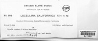 Volvariella californica image